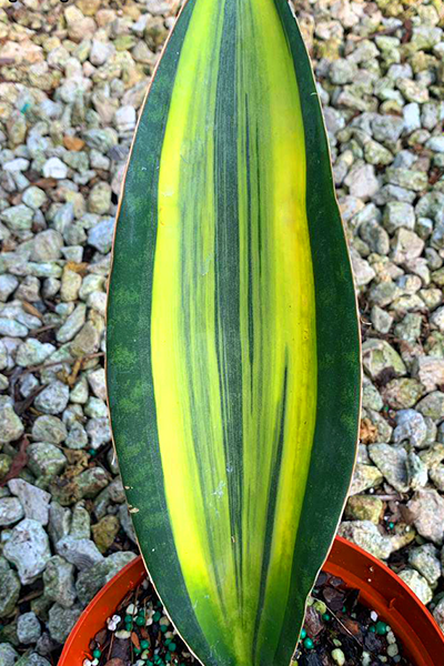 Sansevieria Whale Variegated 6”