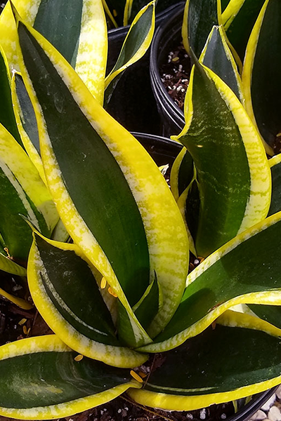 Sansevieria Yellowstone 10”