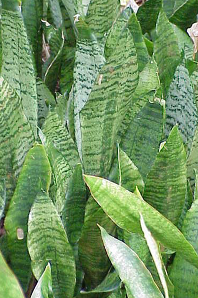 Sansevieria Zeylanica 10”