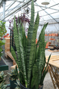 Sansevieria Zeylanica 14”