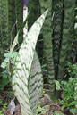 Sansevieria Zeylanica 6”