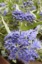 Sapphire Surf Bluebeard 2G