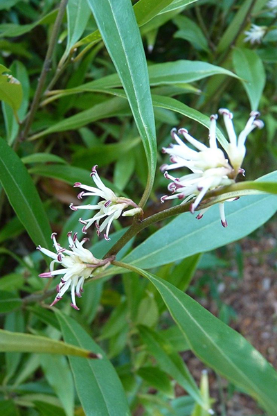 Sarcococca (Sweet Box) 1G