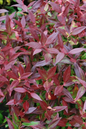 Scarletta Leucothoe 1G