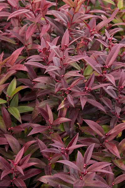 Scarletta Leucothoe 2G