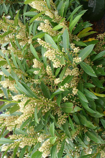 Schipka Cherry Laurel 2G