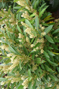 Schipka Cherry Laurel 2G