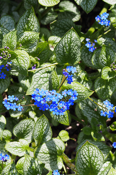 Sea Heart® Brunnera 1G