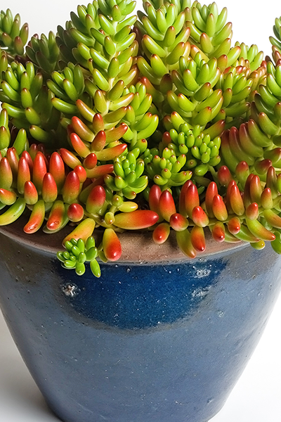 Sedum Jelly Bean 4”