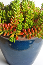 Sedum Jelly Bean 4”