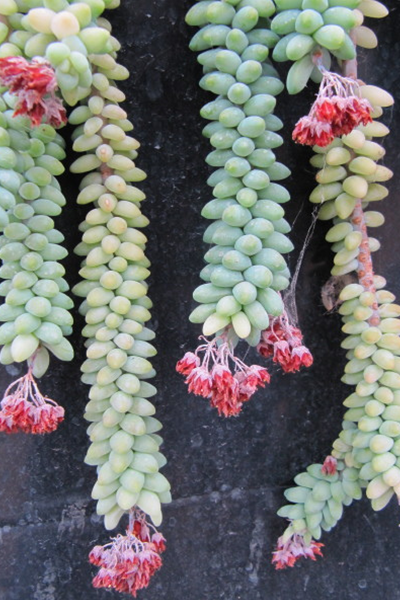 Sedum Burrito 6” HB