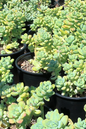 Sedum Succulent 4”