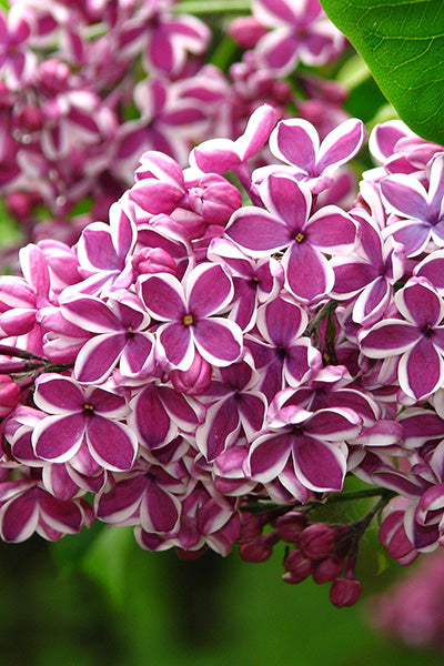 Sensation Lilac 2G