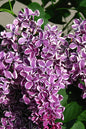 Sensation Lilac 5G