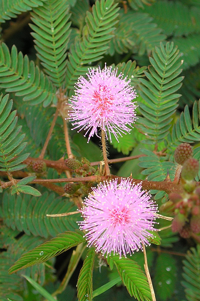 Sensitive Plant 4"
