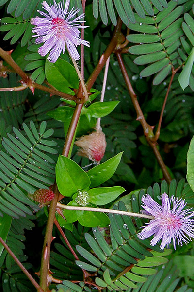 Sensitive Plant 4"