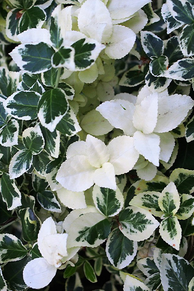 Silver Gaiety Euonymus 1G
