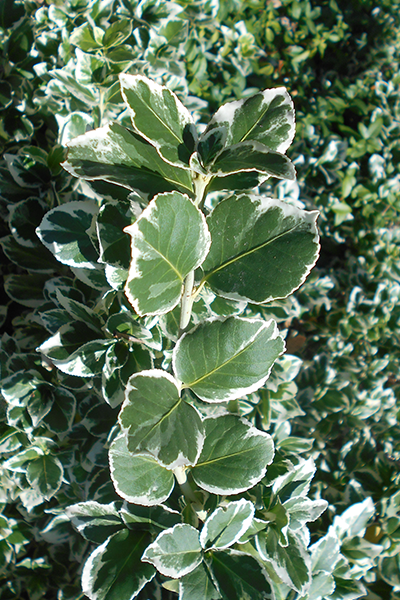 Silver Gaiety Euonymus 2G