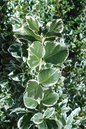 Silver Gaiety Euonymus 2G