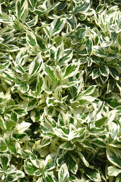 Silver King Euonymus 5G