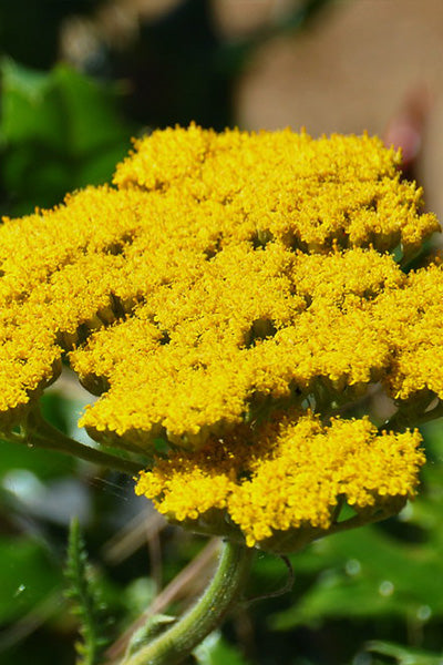Skysail Yellow Yarrow 1G