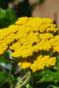 Skysail Yellow Yarrow 1G