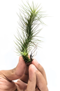 Small Air Plant