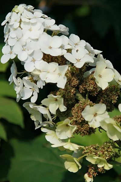 Snow Queen Hydrangea 2G