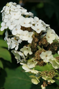 Snow Queen Hydrangea 2G