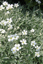 Snow in Summer 1G