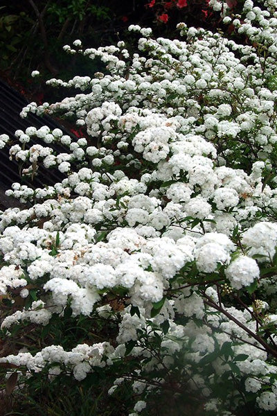 Snowmound Spirea 2G