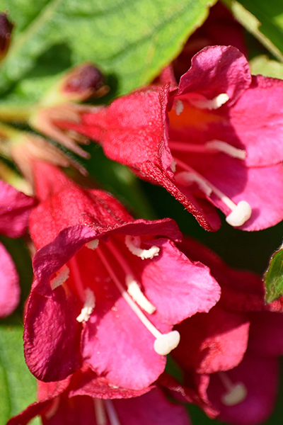 Sonic Bloom Red Weigela 1G