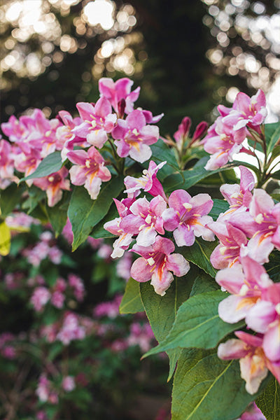 Sonic Bloom® Pink Weigela 2G
