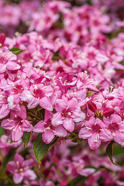 Sonic Bloom® Wine Weigela 2G