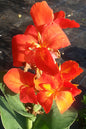 South Pacific Canna Lily 5G