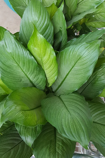 Spathiphyllum Platinum Mist 4”
