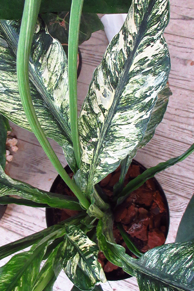 Spathiphyllum Sensation 10”
