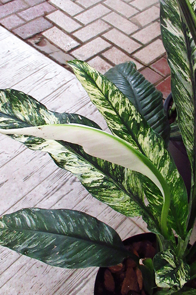 Spathiphyllum Sensation 12”