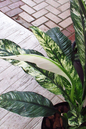 Spathiphyllum Sensation 12”