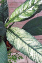 Spathiphyllum Sensation 14”