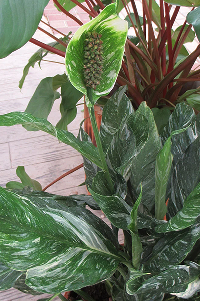 Spathiphyllum Sensation Variegated 6”