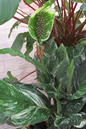 Spathiphyllum Sensation Variegated 6”