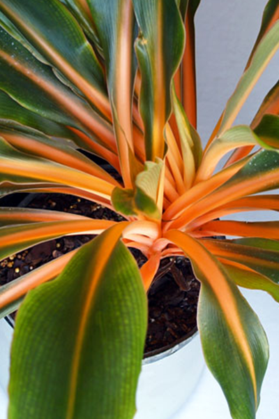 Spider Orange Mandarin 6”