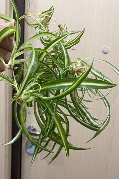 Spider Plant 6” HB