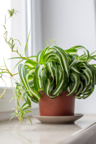 Spider Plant Bonnie 2”