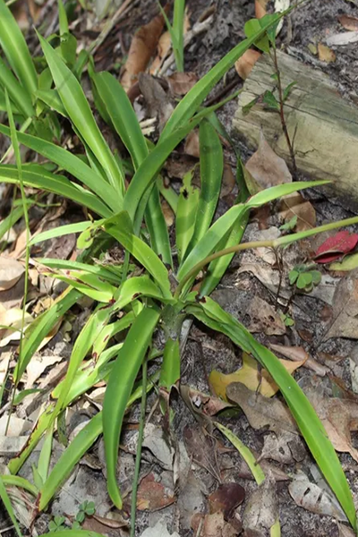 Spider Plant Hawaiian 2”