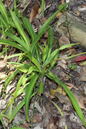 Spider Plant Hawaiian 2”