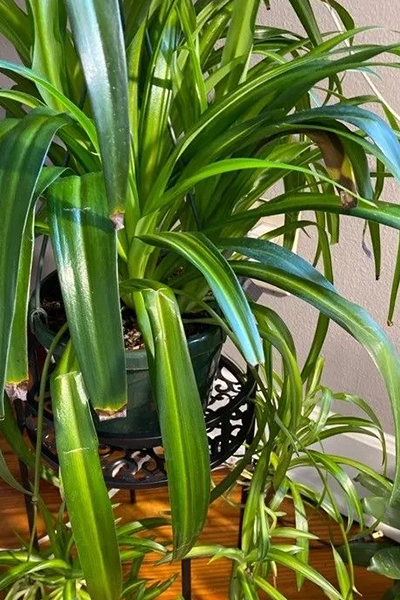 Spider Plant Hawaiian 4”
