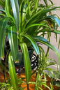 Spider Plant Hawaiian 4”