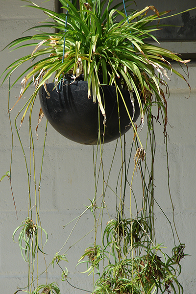 Spider Plant Hawaiian 6” HB